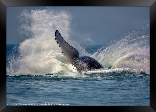 Humpback Whale hits the water. Framed Print by Garry Bree