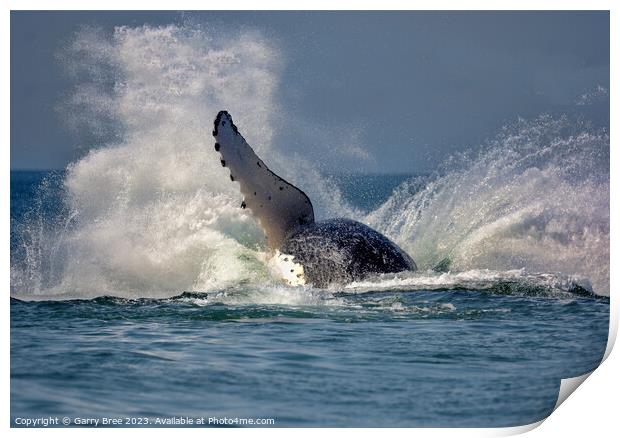 Humpback Whale hits the water. Print by Garry Bree