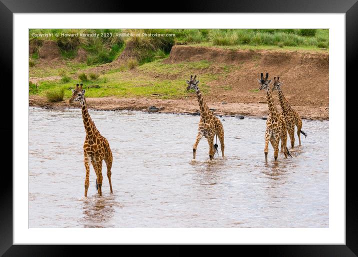 Tower of Giraffes crossing the Mara River Framed Mounted Print by Howard Kennedy