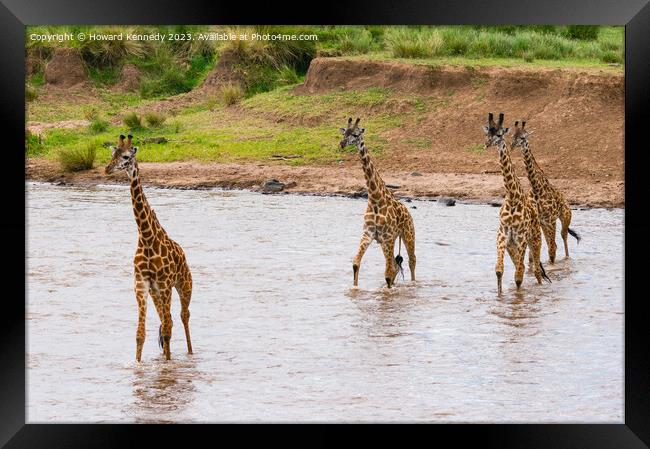 Tower of Giraffes crossing the Mara River Framed Print by Howard Kennedy