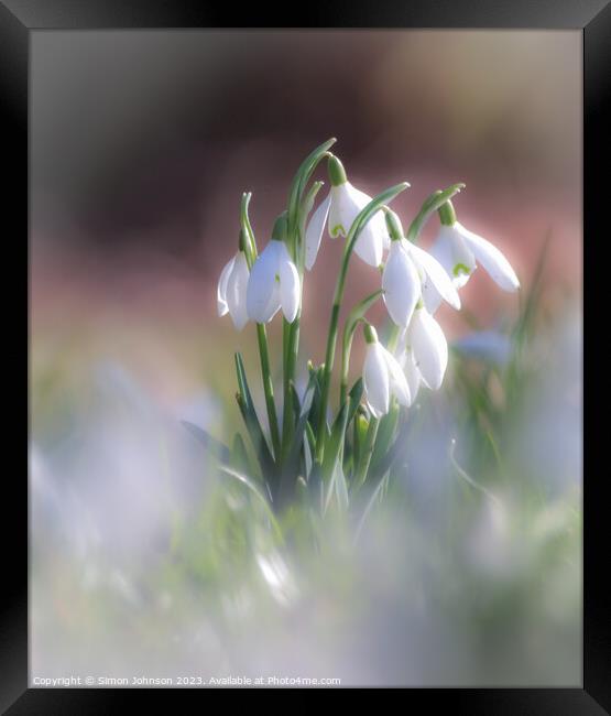 Plant flower Framed Print by Simon Johnson