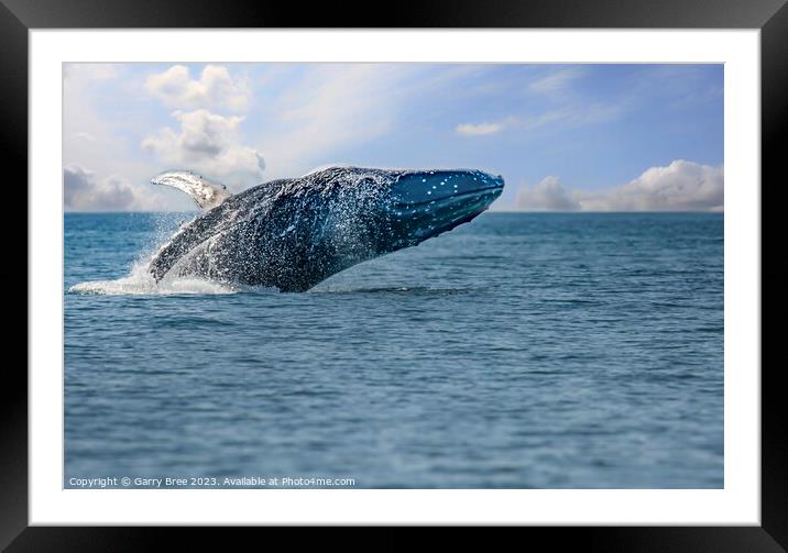 Breaching Humpback Whale Framed Mounted Print by Garry Bree