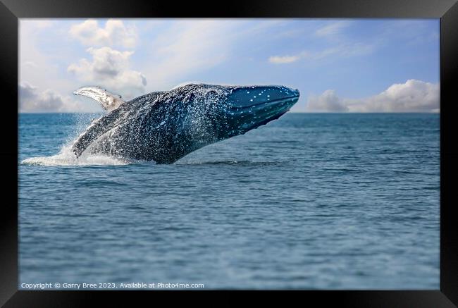 Breaching Humpback Whale Framed Print by Garry Bree
