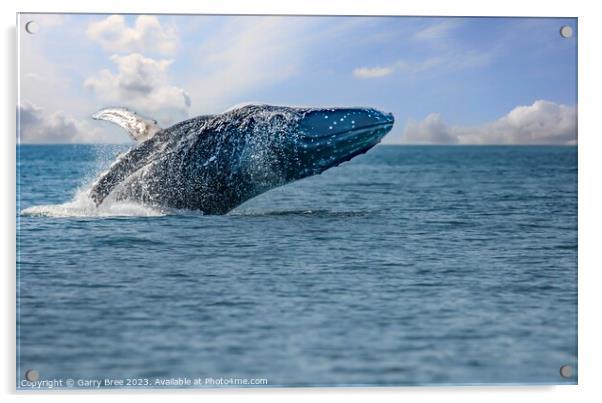 Breaching Humpback Whale Acrylic by Garry Bree