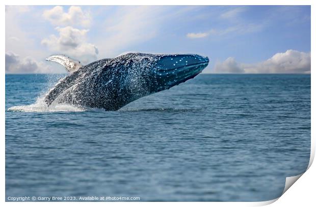 Breaching Humpback Whale Print by Garry Bree