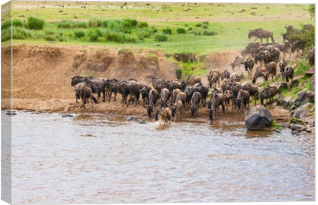 Wildebeest crossing the Mara River Canvas Print by Howard Kennedy
