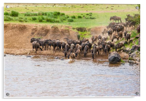 Wildebeest crossing the Mara River Acrylic by Howard Kennedy