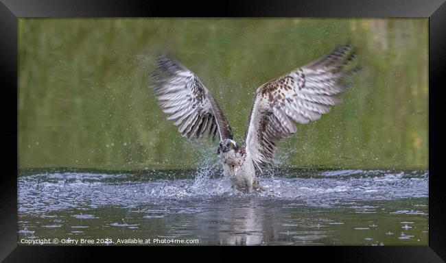 An Osprey flying out of the water Framed Print by Garry Bree
