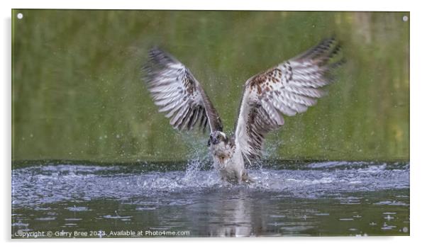 An Osprey flying out of the water Acrylic by Garry Bree