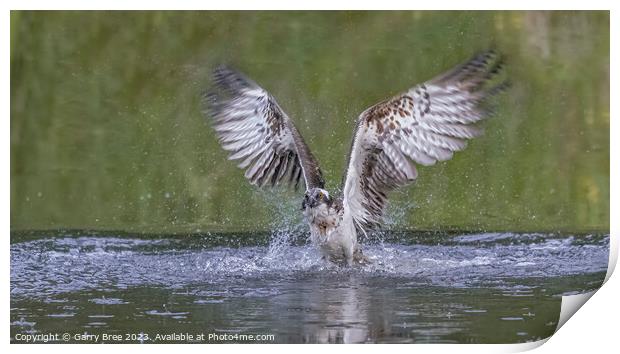 An Osprey flying out of the water Print by Garry Bree