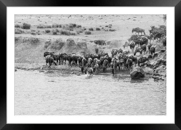 Wildebeest crossing the Mara River in black and white Framed Mounted Print by Howard Kennedy