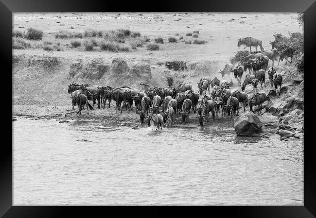 Wildebeest crossing the Mara River in black and white Framed Print by Howard Kennedy