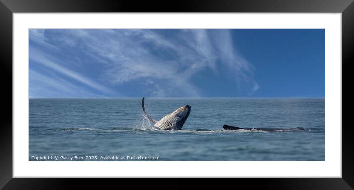 Humpback Whales at play Framed Mounted Print by Garry Bree