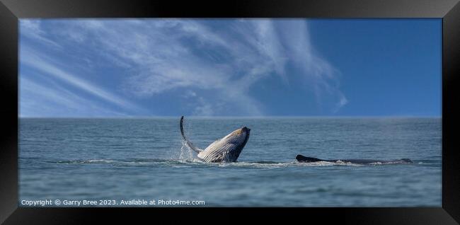 Humpback Whales at play Framed Print by Garry Bree
