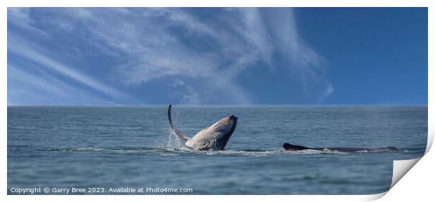 Humpback Whales at play Print by Garry Bree