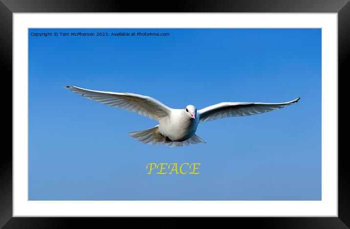 White Dove of Peace Framed Mounted Print by Tom McPherson