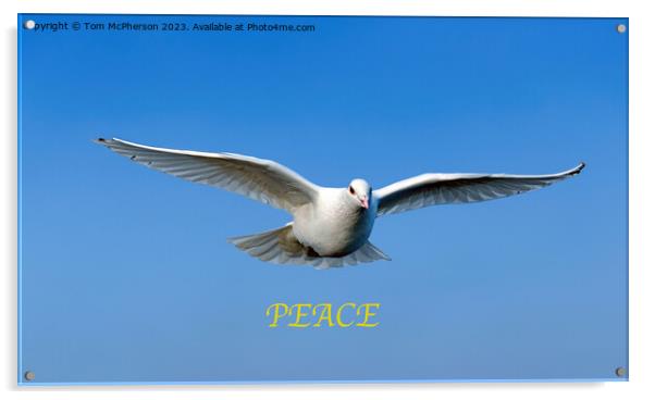 White Dove of Peace Acrylic by Tom McPherson