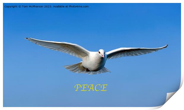 White Dove of Peace Print by Tom McPherson