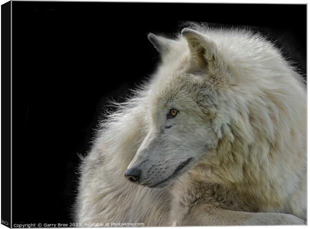 Arctic Wolf Canvas Print by Garry Bree