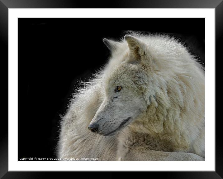 Arctic Wolf Framed Mounted Print by Garry Bree