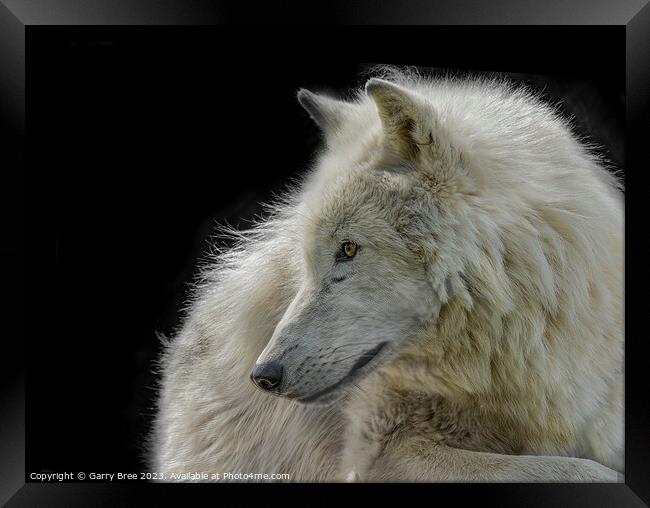 Arctic Wolf Framed Print by Garry Bree