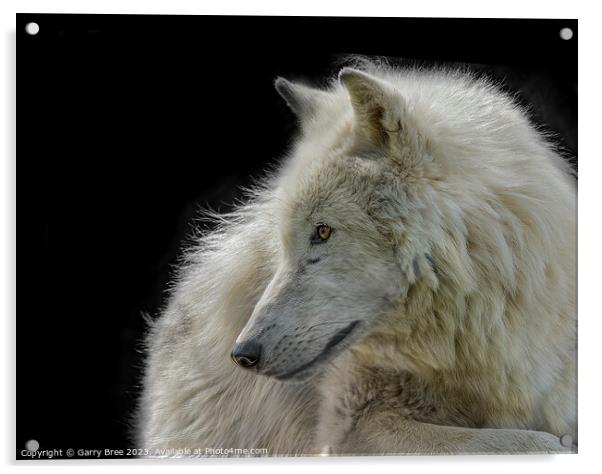 Arctic Wolf Acrylic by Garry Bree