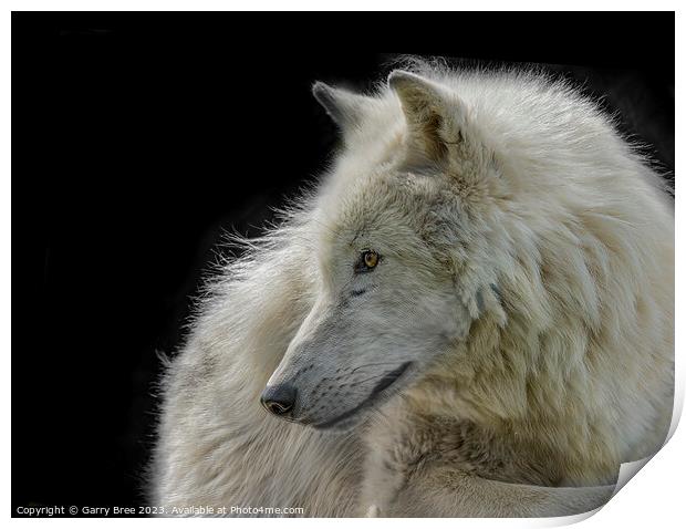 Arctic Wolf Print by Garry Bree