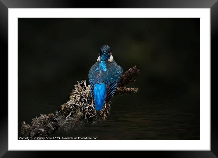 Kingfisher Framed Mounted Print by Garry Bree
