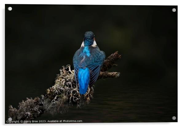 Kingfisher Acrylic by Garry Bree