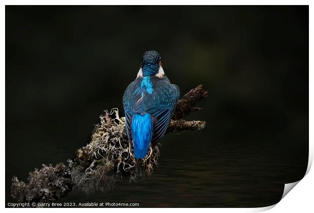 Kingfisher Print by Garry Bree