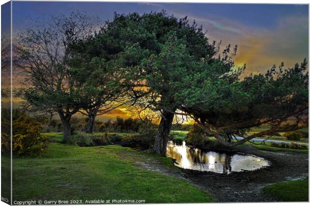 Whitemoor Pond. New Forest, UK Canvas Print by Garry Bree