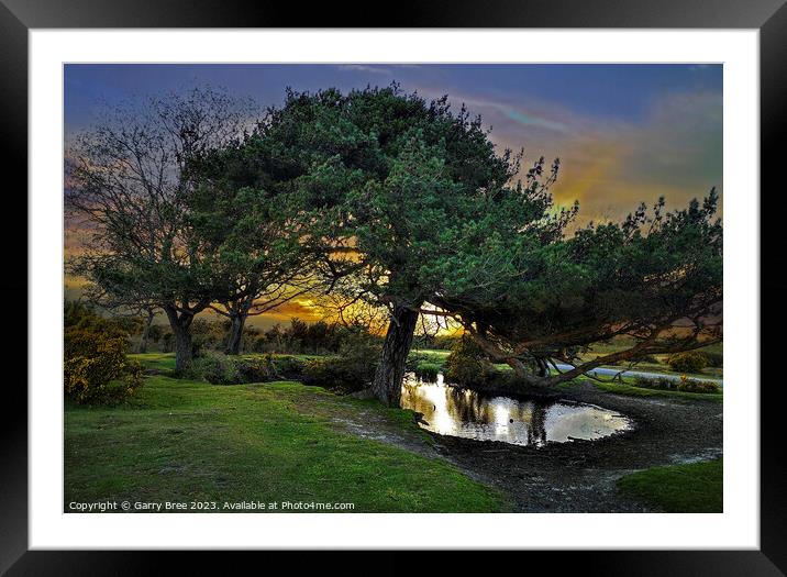 Whitemoor Pond. New Forest, UK Framed Mounted Print by Garry Bree