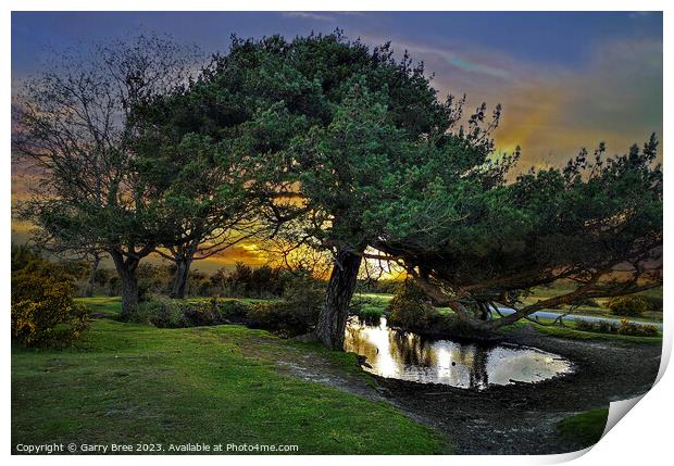 Whitemoor Pond. New Forest, UK Print by Garry Bree