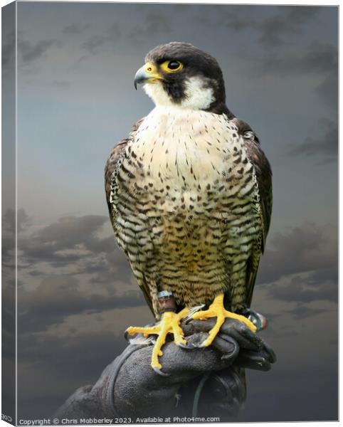 Peregrine Falcon Canvas Print by Chris Mobberley