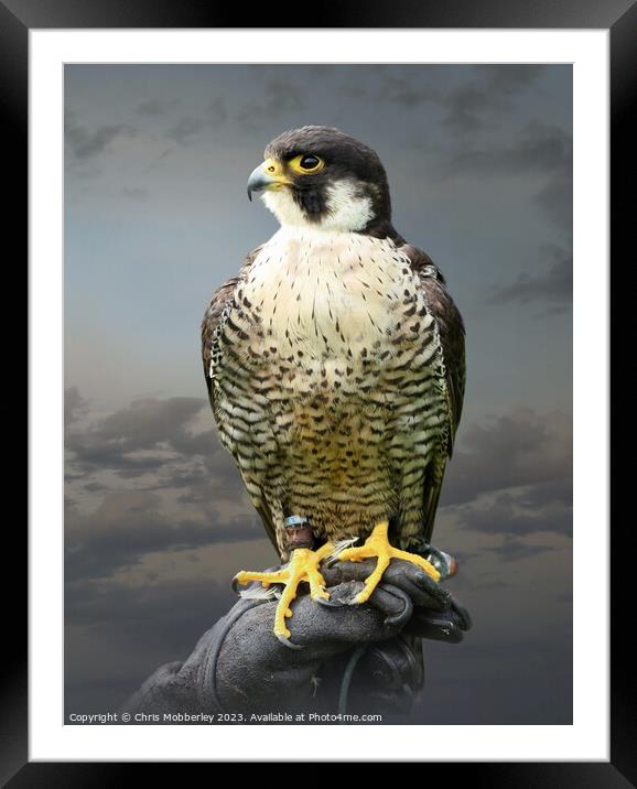 Peregrine Falcon Framed Mounted Print by Chris Mobberley