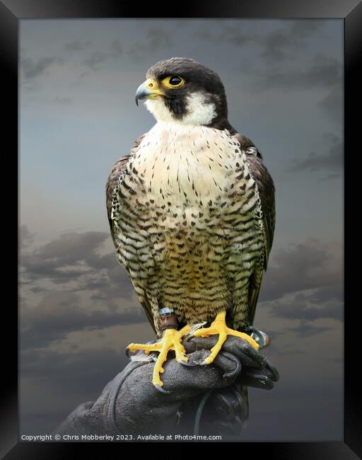 Peregrine Falcon Framed Print by Chris Mobberley