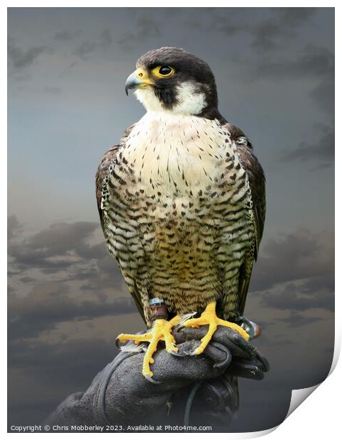 Peregrine Falcon Print by Chris Mobberley