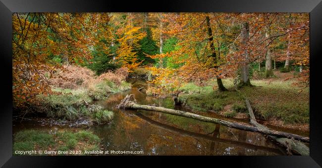 Autumnal New Forest Framed Print by Garry Bree