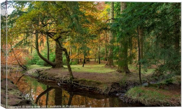Autumnal New Forest Canvas Print by Garry Bree