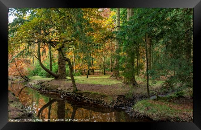 Autumnal New Forest Framed Print by Garry Bree