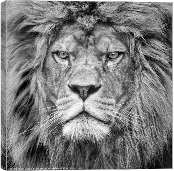Lion King portrait Canvas Print by Garry Bree