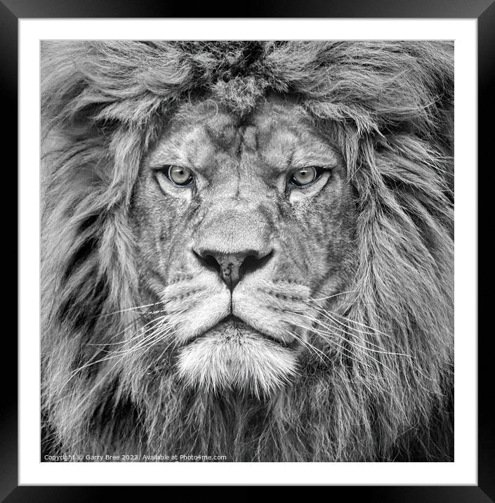 Lion King portrait Framed Mounted Print by Garry Bree