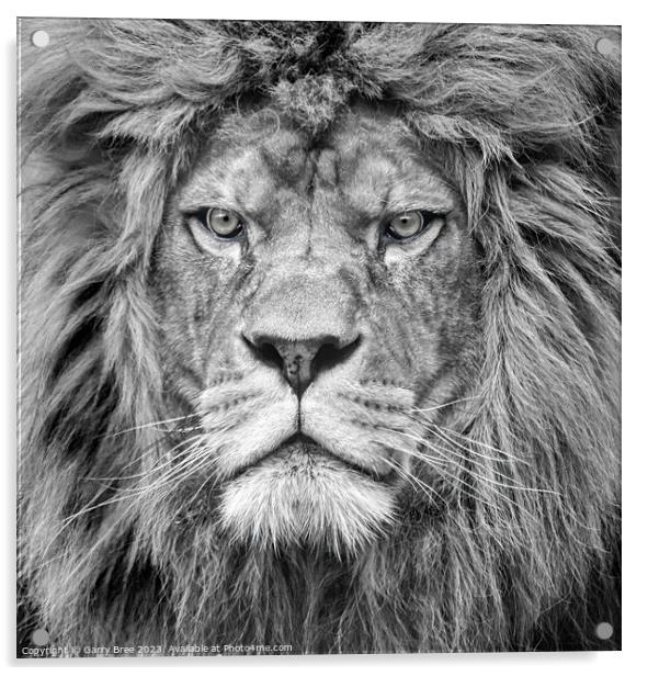 Lion King portrait Acrylic by Garry Bree