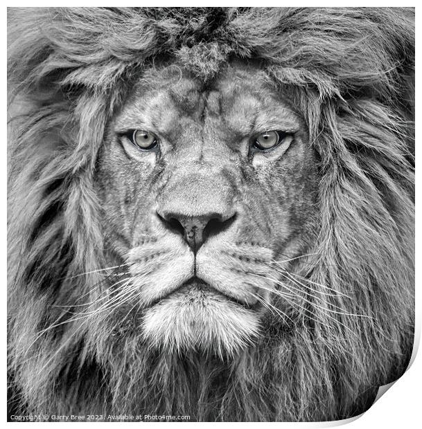 Lion King portrait Print by Garry Bree