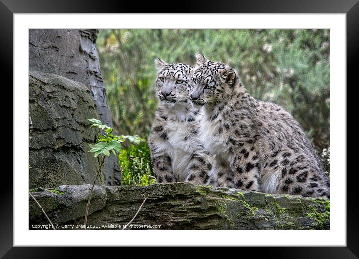 Snow Leopard Cubs Framed Mounted Print by Garry Bree