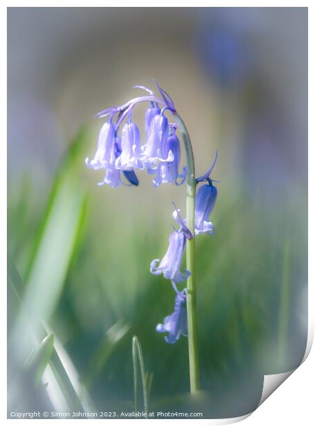 Plant flower Print by Simon Johnson