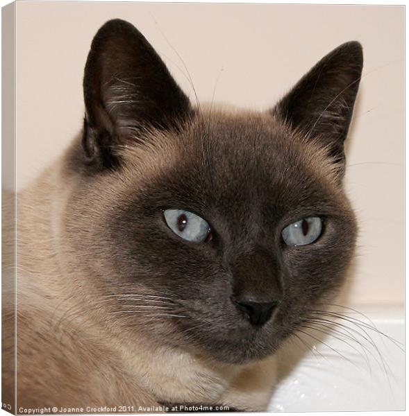 Max The Tonkinese Canvas Print by Joanne Crockford