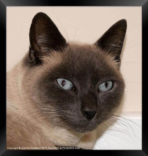 Max The Tonkinese Framed Print by Joanne Crockford