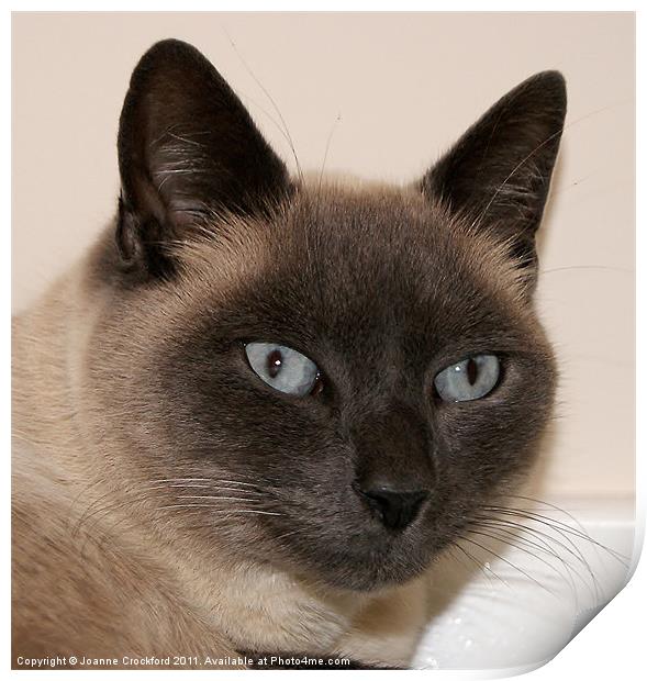 Max The Tonkinese Print by Joanne Crockford