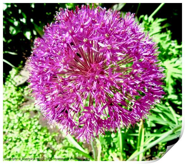 Purple Allium Print by Stephanie Moore